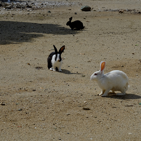 島にはウサギがたくさん住んでいます