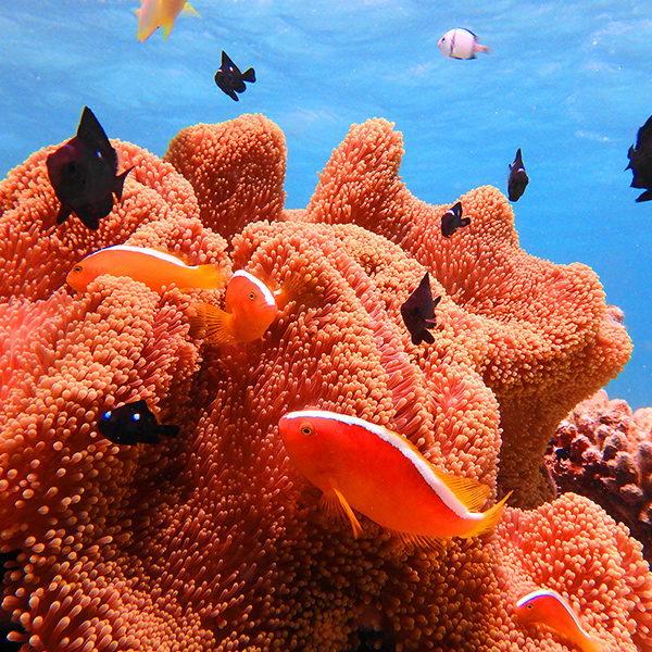 日本最大の珊瑚礁海域にあるお魚畑