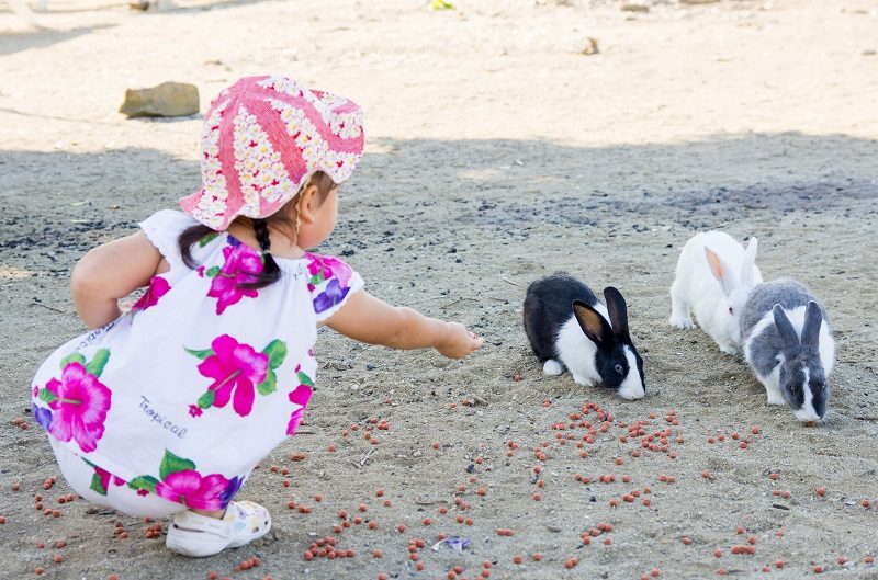 うさぎの島